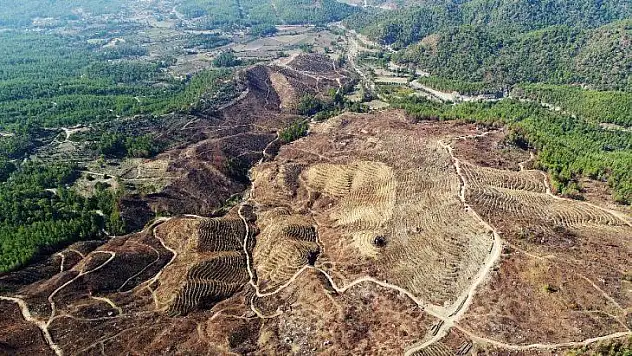 Muğla 200 bin fidana hazır