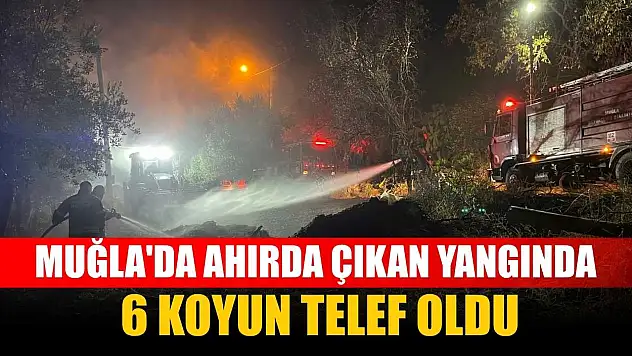 Muğla'da ahırda çıkan yangında 6 koyun telef oldu