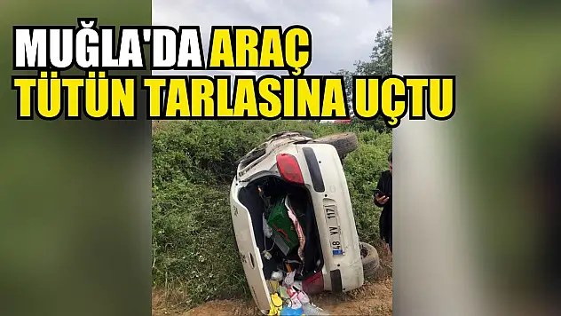 Muğla'da araç tütün tarlasına uçtu