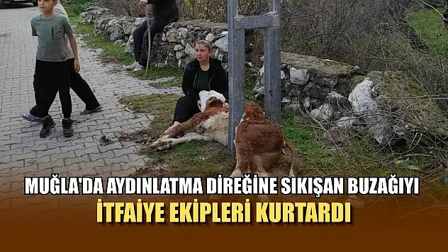 Muğla'da Aydınlatma direğine sıkışan buzağıyı itfaiye ekipleri kurtardı