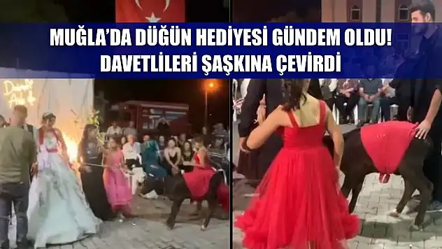 Muğla'da Düğün Hediyesi Gündem Oldu! Davetlileri Şaşkına Çevirdi
