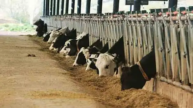 MUĞLA'DA HAYVAN PAZARLARINI KAPATMA KARARI ALINDI