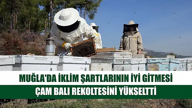 Muğla'da iklim şartlarının iyi gitmesi çam balı rekoltesini yükseltti