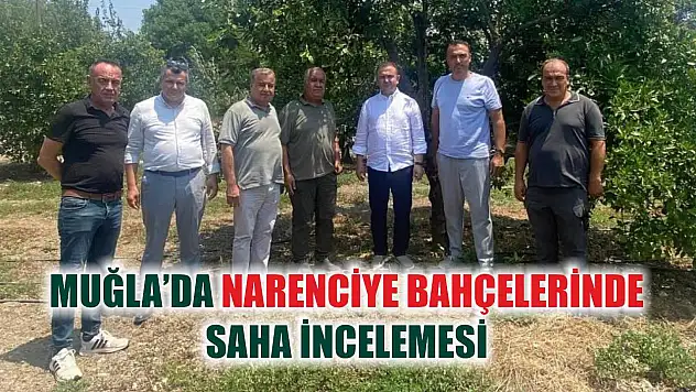 Muğla'da Narenciye Bahçelerinde Saha İncelemesi
