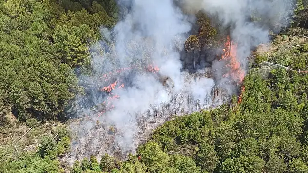 Muğla'da orman yangını