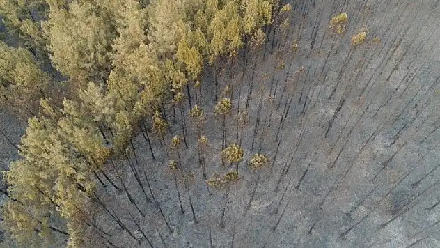 Muğla'da ormanlar alev alev yandı, tahribat gün aydınlanınca ortaya çıktı