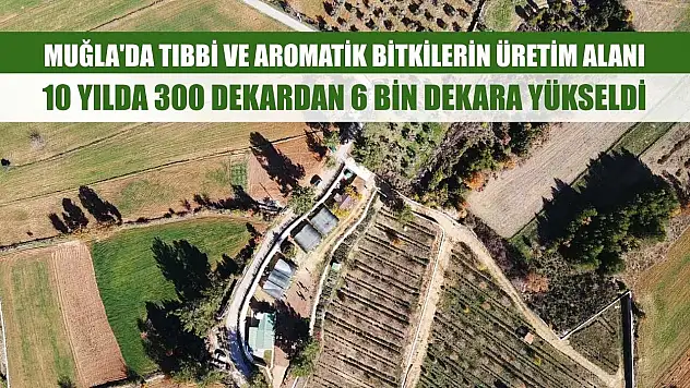 Muğla'da tıbbi ve aromatik bitkilerin üretim alanı 10 yılda 300 dekardan 6 bin dekara yükseldi