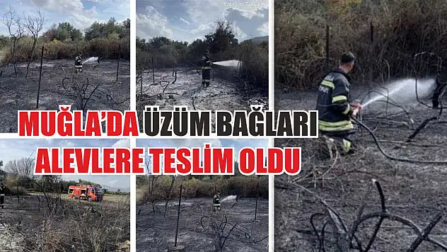 Muğla'da üzüm bağları alevlere teslim oldu