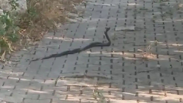 Yılanların 'çiftleşme dansı' vatandaş kamerasına yansıdı