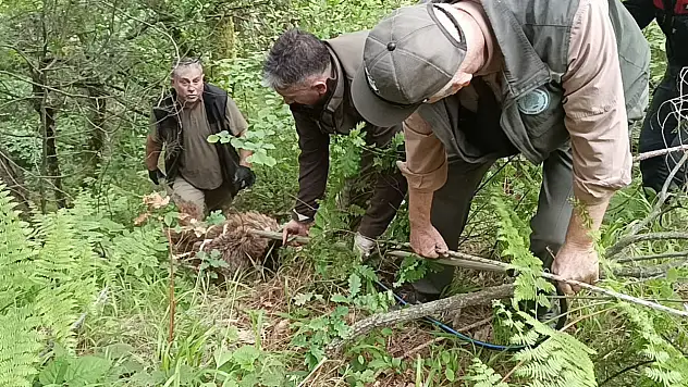 Nefes Kesen Ayı Kurtarma Operasyonu