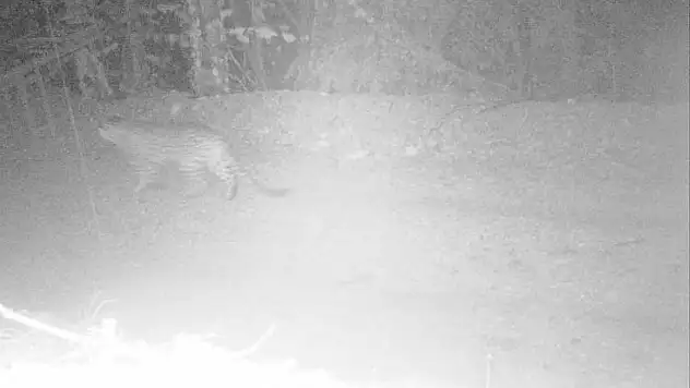 Nesli Tükendiği Düşünülen Anadolu Parsı 18 İlde Aranacak