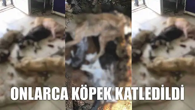 Onlarca köpek katledildi