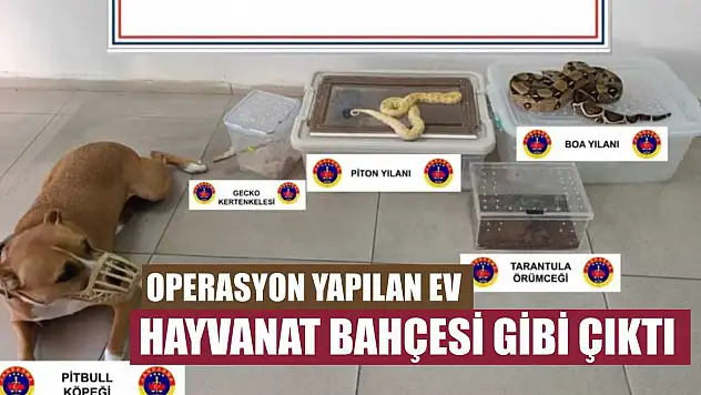 Operasyon yapılan ev hayvanat bahçesi gibi çıktı