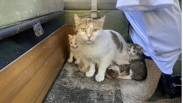 Özel yapım aracını anne kedi ve yavrularına tahsis etti