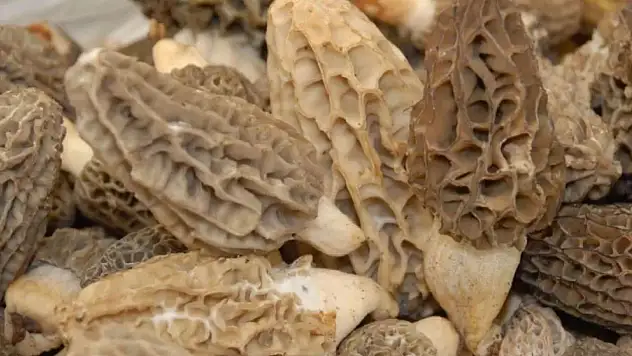 Sadece ağaç diplerinde yetişiyor!