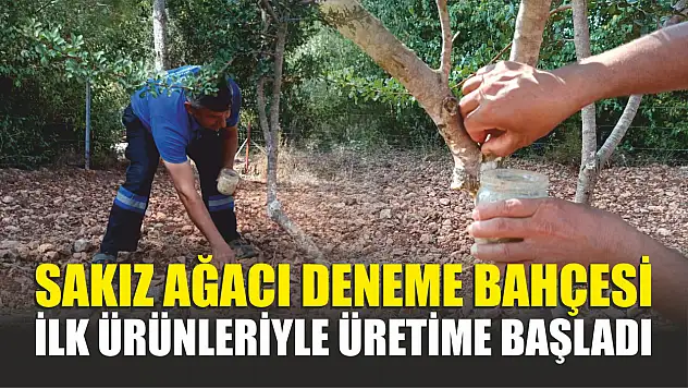 Sakız Deneme Bahçesi üretime başladı