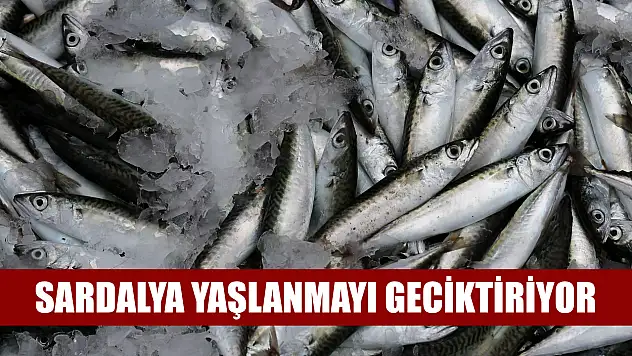 Sardalya yaşlanmayı geciktiriyor