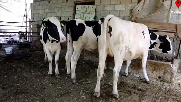 Seydikemer'de Uzman Eller Projesi Sayesinde Kendi İşini Kurdu