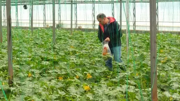 Tarladan Sofraya Güvenilir Gıda Çalışmaları Devam Ediyor