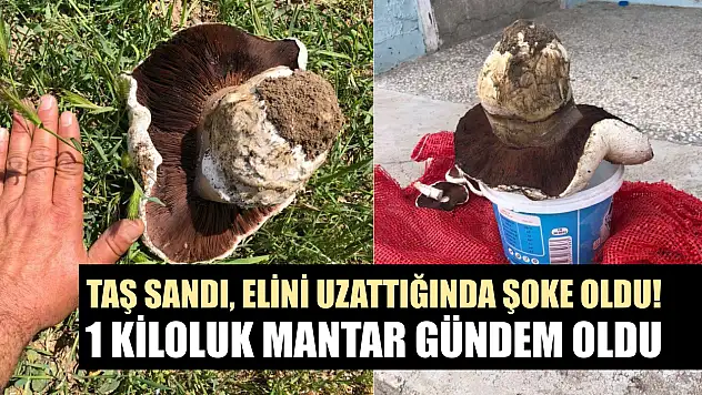 Taş sandı, elini uzattığında şoke oldu! 1 kiloluk mantar gündem oldu