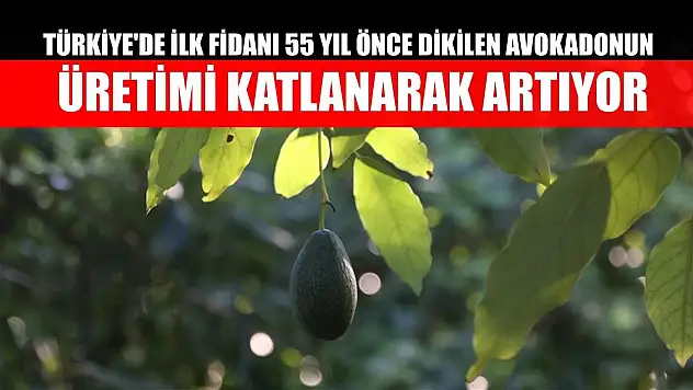 Türkiye'de ilk fidanı 55 yıl önce dikilen avokadonun üretimi katlanarak artıyor