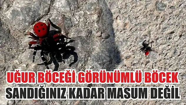 Uğur böceği görünümlü böcek, sandığınız kadar masum değil