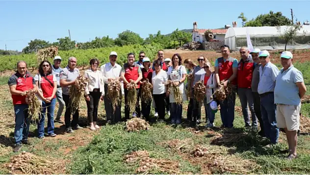Ula'da Sarımsak hasadı