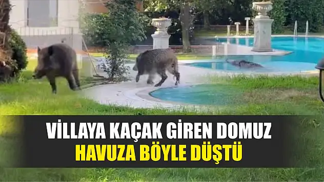 Villaya kaçak giren domuz havuza böyle düştü