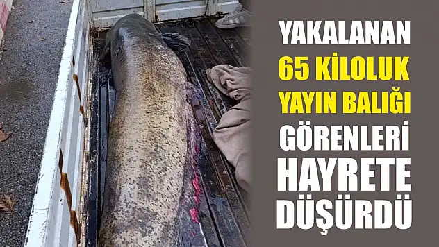 Yakalanan 65 kiloluk yayın balığı görenleri hayrete düşürdü