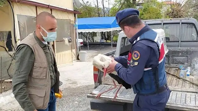 Yaralı Leyleğin yardımına Jandarma yetişti
