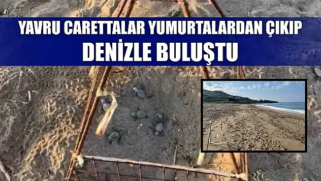 Yavru carettalar yumurtalardan çıkıp denizle buluştu