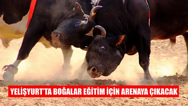 Yelişyurt'ta boğalar eğitim için arenaya çıkacak