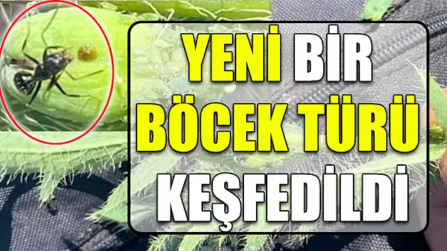 Yeni Bir Böcek Türü Keşfedildi