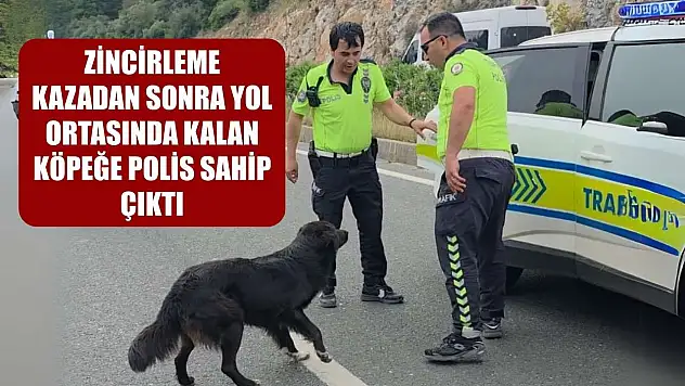 Zincirleme kazadan sonra yol ortasında kalan köpeğe polis sahip çıktı