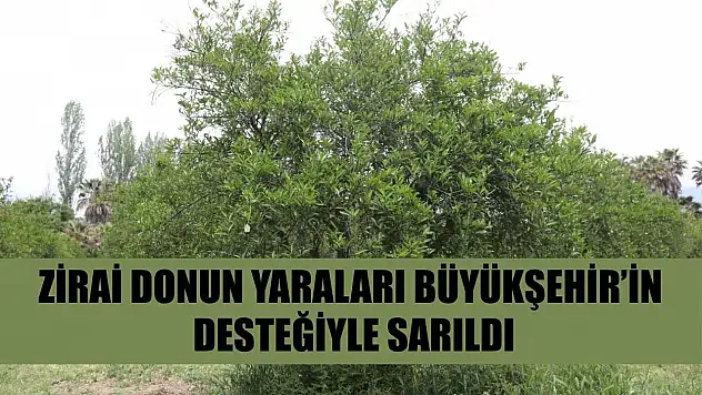 Zirai donun yaraları Büyükşehir'in desteğiyle sarıldı