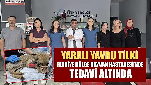 Yaralı yavru tilki, Fethiye Bölge Hayvan Hastanesi'nde tedavi altında