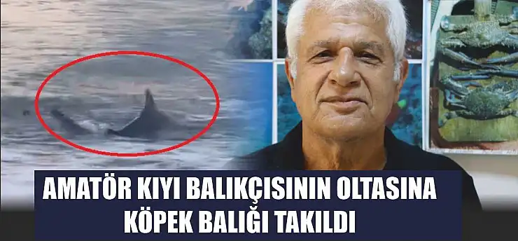 Amatör kıyı balıkçısının oltasına köpek balığı takıldı