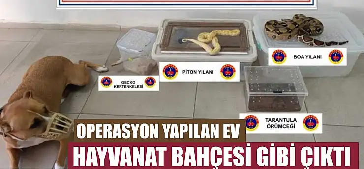 Operasyon yapılan ev hayvanat bahçesi gibi çıktı