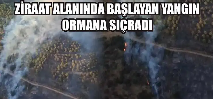 Ziraat alanında başlayan yangın ormana sıçradı