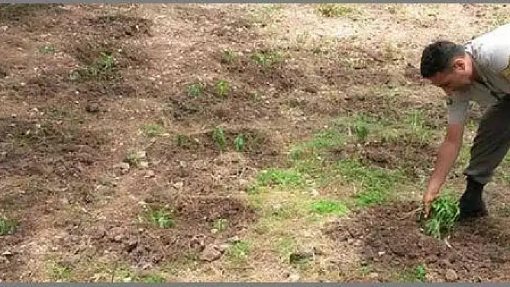 SEYDİKEMER'DE 1620 KÖK KENEVİR ELE GEÇİRİLDİ