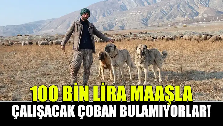 100 Bin Lira Maaşla Çalışacak Çoban Bulamıyorlar!