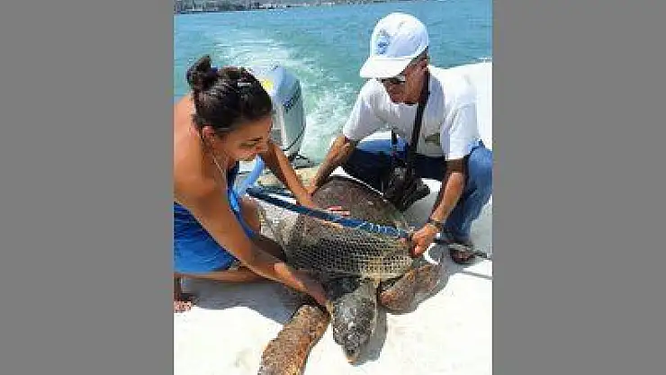 YARALI CARETTA VE ŞAHİN, BAKIMA ALINDI