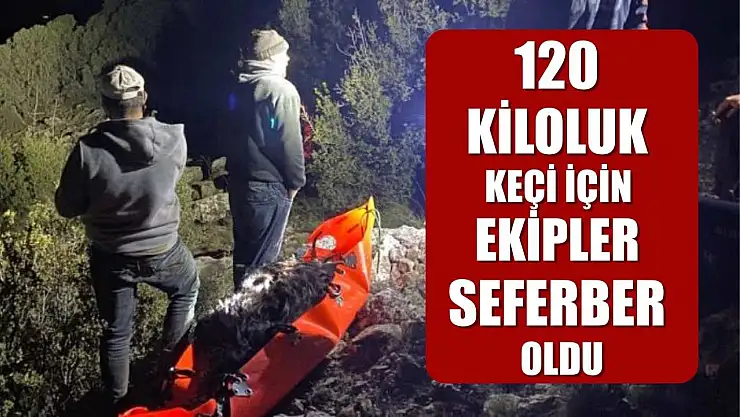120 kiloluk keçi için ekipler seferber oldu