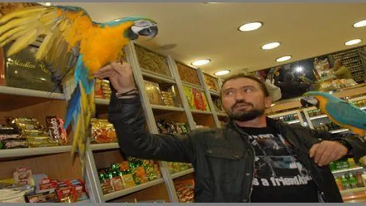 ÇİFTE PAPAĞANLA GEZİYOR (görüntülü)