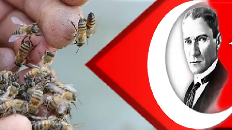 Arılar bulvarı istila etti! Bal arılarını çıplak elle toplayıp boş kovaya doldurdu