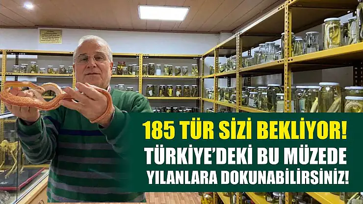185 tür sizi bekliyor! Türkiye'deki bu müzede yılanlara dokunabilirsiniz!