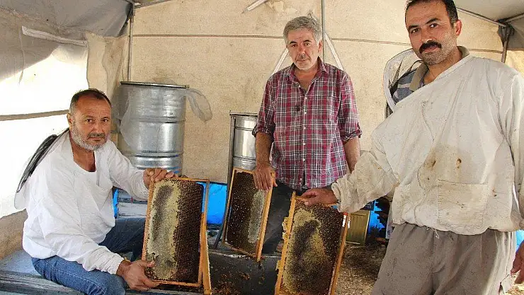 Muğla çam balı tescillendi