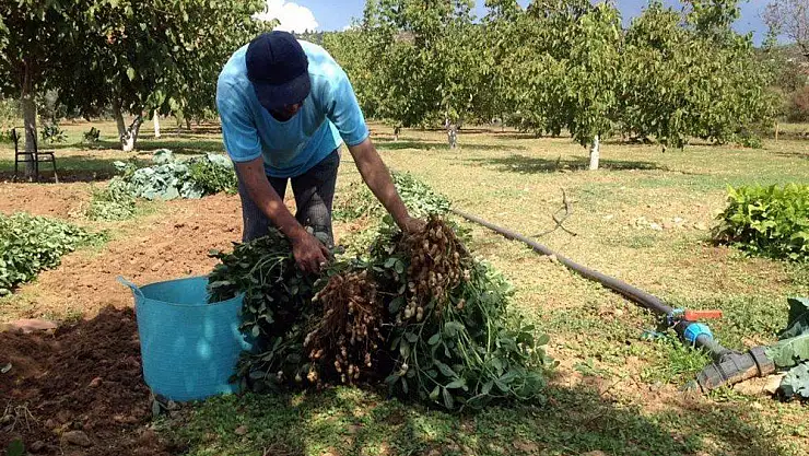 Menteşe'de yer fıstığı üretimi başladı