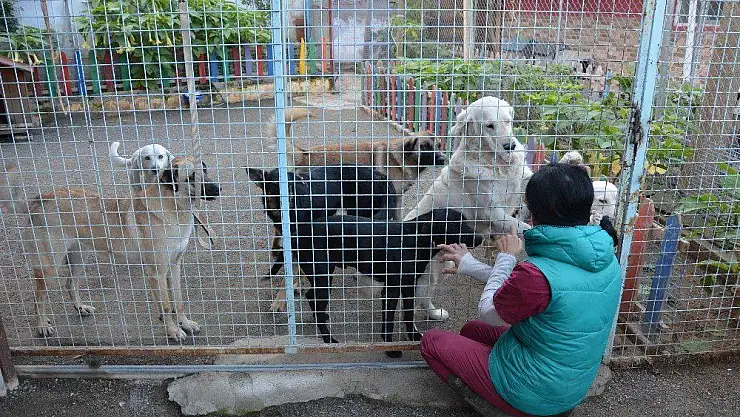 Köpeklerin bayıltılarak ormanlık alana atılması ile ilgili başsavcılıktan açıklama