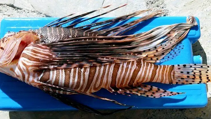 Görünümüne aldanmayın